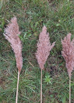 Сушеница декор трава композиции дикосса тростник3 фото