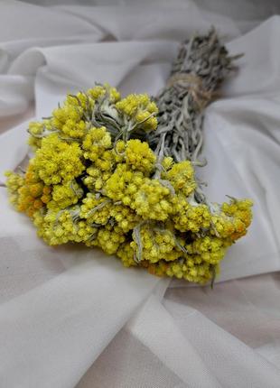 Цмин безсмертник сухоцвіт квіти декор1 фото