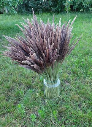 Сухоцвіт декор трава дикороси фотозона