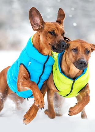 Двусторонняя курточка для собак airyvest салатово-голубая10 фото