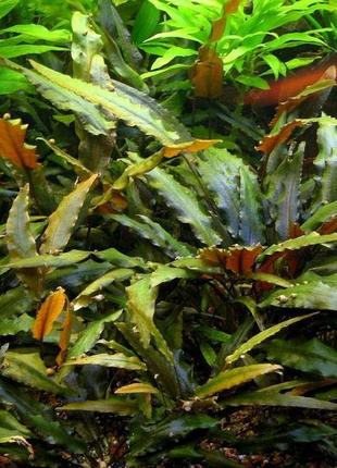 Аквариумное растение криптокорина вендта коричнивая - живое растение для аквариума