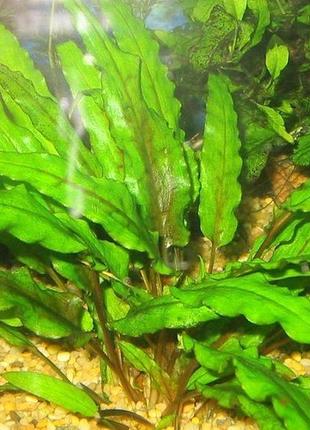 Аквариумное растение криптокорина вендта зеленая - живое растение для аквариума