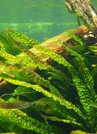 Аквариумное растение криптокорина апоногетонолистная - живое растение для аквариума