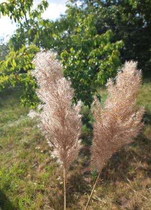 Очерет трава сухоцвіт декор фотозона пампас2 фото