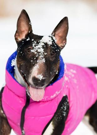 Двусторонняя курточка для собак airyvest розово-фиолетовая6 фото