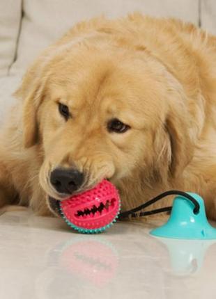 Іграшка для собак з ємністю для корму фіолетова. розвиваюча іграшка м'яч з канатом2 фото