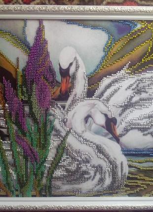 Пара лебедів