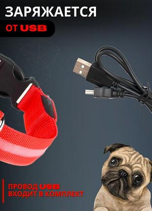 Светящийся ошейник для собак, ошейник для кошек, для вечерних прогулок с usb зарядкой красный l(36-57см)5 фото