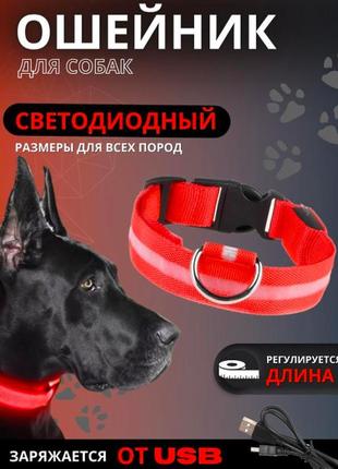 Светящийся ошейник для собак, ошейник для кошек, для вечерних прогулок с usb зарядкой красный l(36-57см)