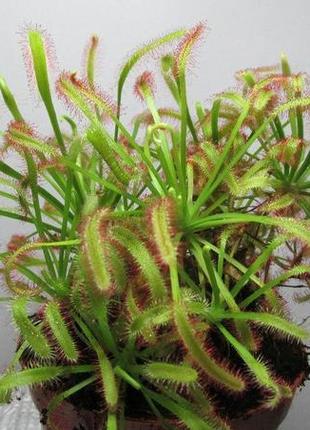 Росичка капська червона / drosera capensis red4 фото