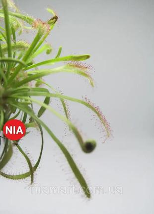 Росичка капська червона / drosera capensis red2 фото