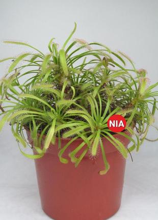 Росичка капська червона / drosera capensis red