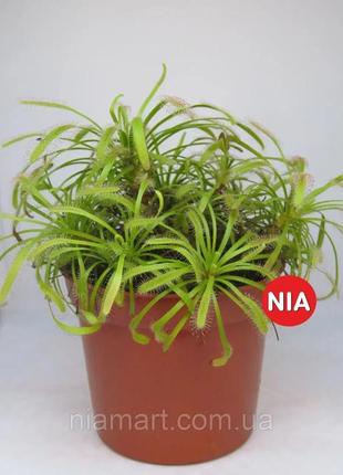 Росичка капська червона / drosera capensis red3 фото