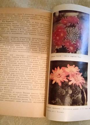"в мире кактусов" 2