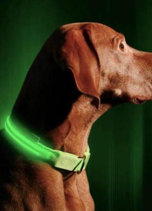Светящийся led ошейник с батарейками для собак для вечерних прогулок s (33-39 см) зеленый