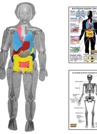 Модель тіла людини розбірна  з органами hega з плакатами