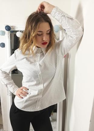 Фирменная шикарная рубашка блуза в горошек montego2 фото