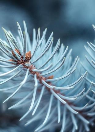 Аромат для свечи и мыла голубая ель (candlescience blue spruce)1 фото