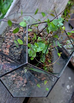 Додека́эдр