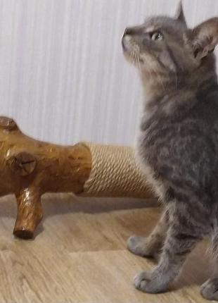 Когти точка / когтидерка