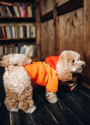 Худи для собак / одежда для собак / одежда для животных / свитер8 фото
