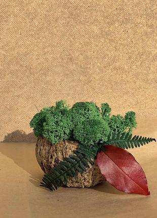 Стабилизированный мох в горшке