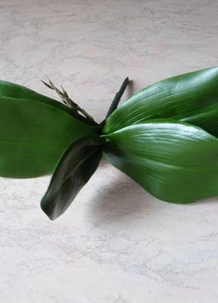 Лист орхідеї п'ятірка 26 см1 фото