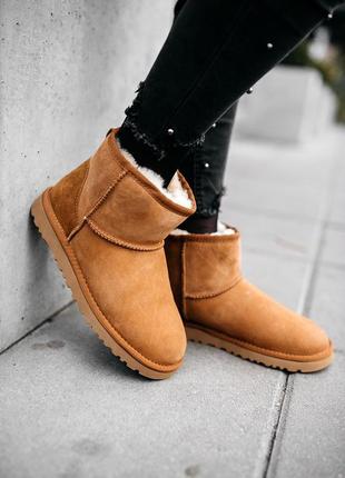 Угги женские зимние❄️ugg w classic mini chestnut❄️уги/угі жіночі с мехом1 фото