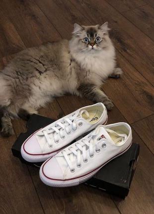 Кеди converse, білі