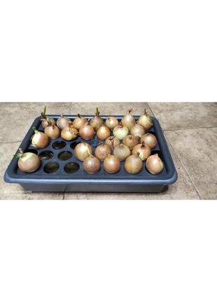 Подон з цибульницею 40х28х8см пластик,чорний