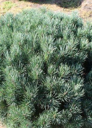 Сосна обыкновенная ватерери с3 ( pinus sylvestris watereri )1 фото