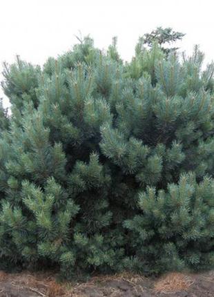 Сосна обыкновенная ватерери с3 ( pinus sylvestris watereri )3 фото