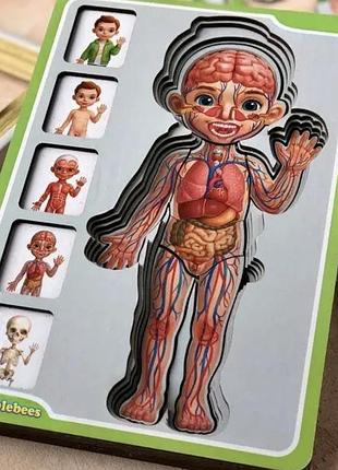 Дерев'яний тришаровий пазл вкладиш для дітей ubumblebees анатомія людини - хлопчик 38 деталей