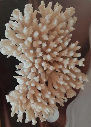 Кораллы натуральные
