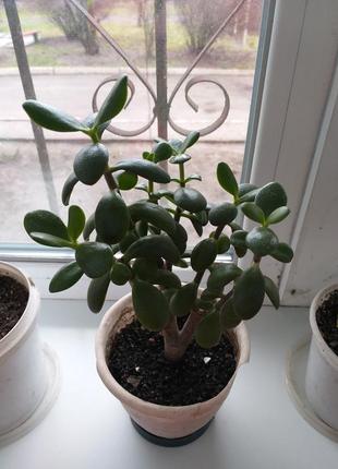 Толстянка. денежное дерево.