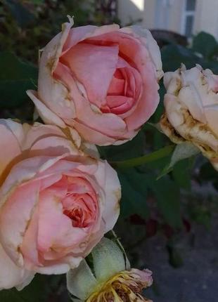 Французские духи rose fumee3 фото
