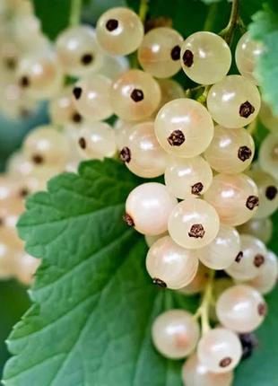 Аромат для свечи и мыла белая смородина (candlescience white currant)