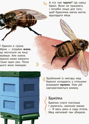 Детская энциклопедия про насекомых 614014 для дошкольников2 фото