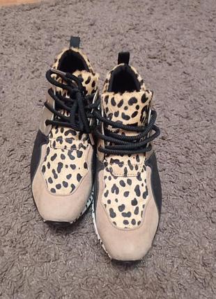 Steve madden кроссовки
