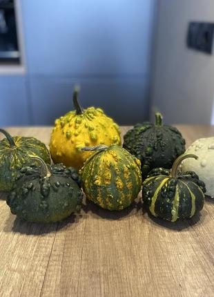 Гарбуз декоративний