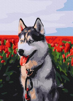 Картина за номерами "хаски у тюльпановому полі", 40*50см, brushme, bs30983