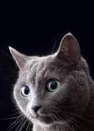 Алмазная мозаика серый кот, на подрамнике 30*40см, dreamtoys, y0035