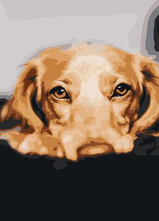 Картина по номерам золотой лабрадор, в термопакете 40х50см, стратег dy068