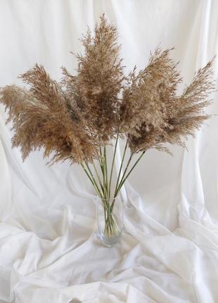 Букет сухоцвета декор пампасная трава тростник камш