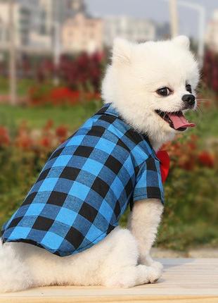 Праздничная одежда рубашка синяя с бабочкой для домашних животных, котов и собак s3 фото