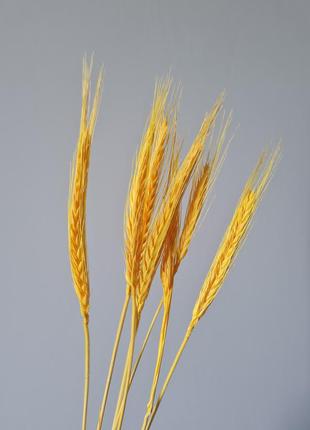 Пшениця жовта