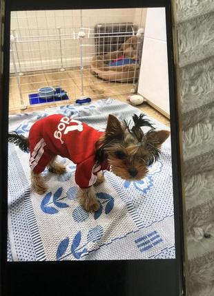 Одежда для собак5 фото