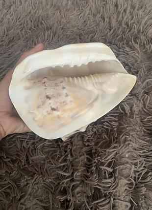 Ракушка большая