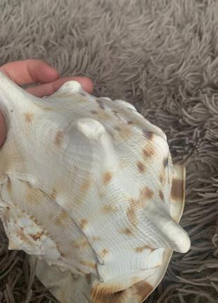 Ракушка большая