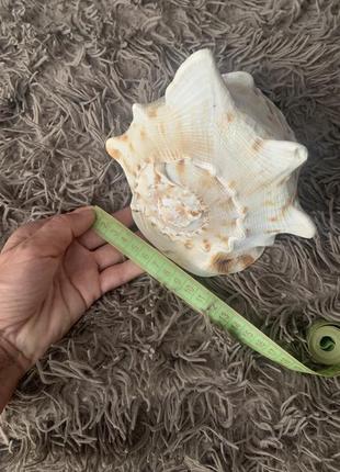 Ракушка большая